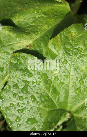 Huge pumpkin plant leaf covered with dew drops. Stock Photo