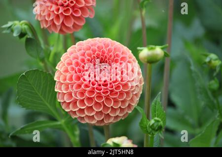 Dahlia 'Cornel Brons' in flower. Stock Photo