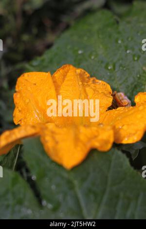 Huge single pumpkin flower growing in the sunny kitchen garden. Stock Photo