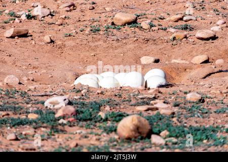Large ostrich eggs closeup lying on the surface of the earth in a low sand nest. South Africa Stock Photo