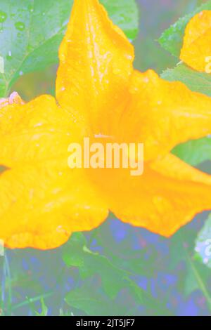 Huge single pumpkin flower growing in the sunny kitchen garden. Stock Photo