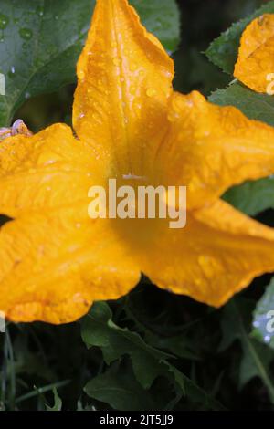 Huge single pumpkin flower growing in the sunny kitchen garden. Stock Photo