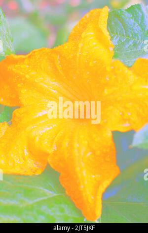 Huge single pumpkin flower growing in the sunny kitchen garden. Stock Photo