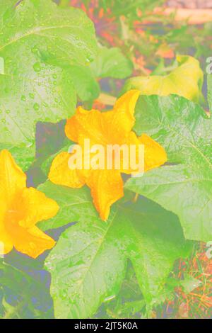 Huge single pumpkin flower growing in the sunny kitchen garden. Stock Photo