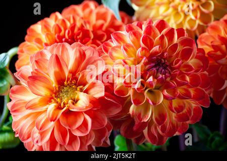 Dahlia flower. Beautiful orange Dahlia flower close up. Flower background Dahlia fermain. Macro Stock Photo