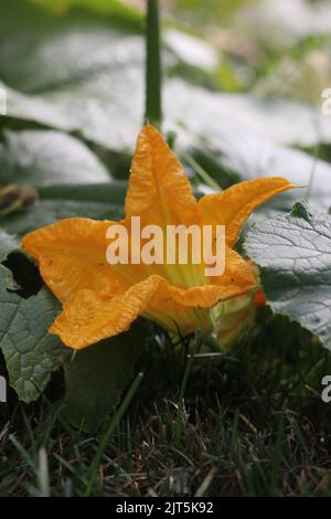 Huge single pumpkin flower growing in the sunny kitchen garden. Stock Photo