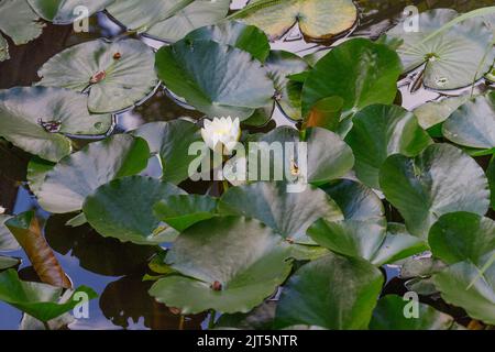 Nymphaea nouchali, often known by its synonym Nymphaea stellata, or by common names blue lotus,[1] star lotus, red water lily, dwarf aquarium lily, bl Stock Photo