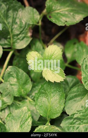Simple plain strawberry plants growing in the sunny summer kitchen ...