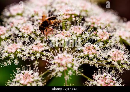 Milkweed flowers at the Powerscourt Gardens in Enniskerry, Ireland. Stock Photo