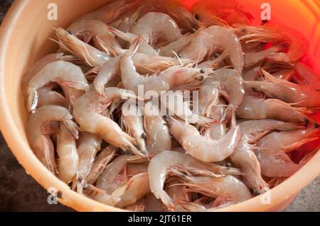Fresh prawns, Restaurant, Tan Jetty, George Town, Penang, Malaysia, Asia.  Tan Jetty is one of the oldest settlements on Penang and most of the houses Stock Photo