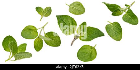Falling oregano leaves isolated on white background Stock Photo