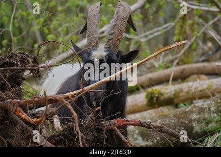 A black and white wild goat standing in the forest with blur background Stock Photo