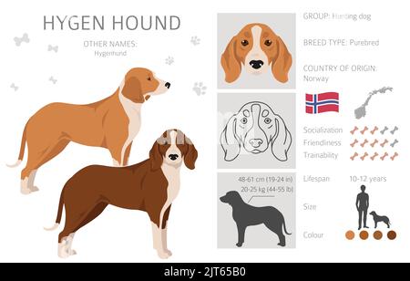 Hygen hound clipart. Different poses, coat colors set. Vector ...