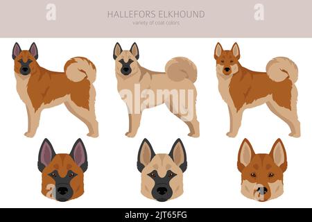 Hallefors elkhound clipart. Different poses, coat colors set.  Vector illustration Stock Vector