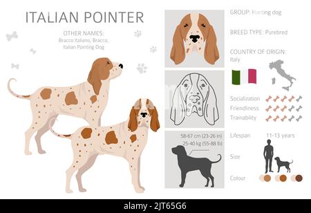 Italian pointer puppy clipart. Different poses, coat colors set. Vector ...