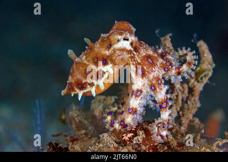 Bluering octopus (Hapalochlaena lunulata), highly toxic, Raja Ampat, Irian Jaya, West-Papua, Indonesia, Pacific ocean Stock Photo