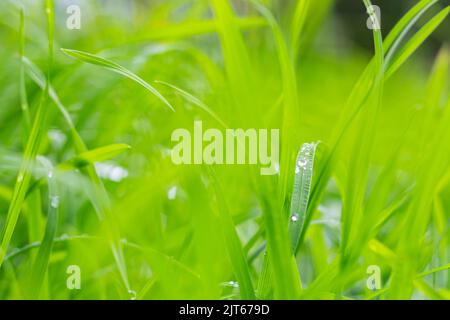 Ecology and environment concept. Green blades with drops of water on green blurred background, selective focus.Fresh green grass with drops of morning Stock Photo