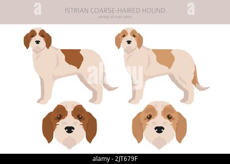 are istrian coarse haired hound hypoallergenic