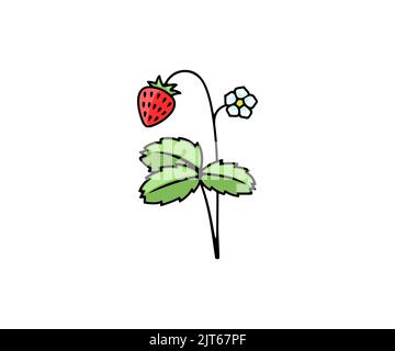 Strawberries and wild strawberries, berries, vector design and illustration. Food, nature, agriculture and farming, icon and logo Stock Vector
