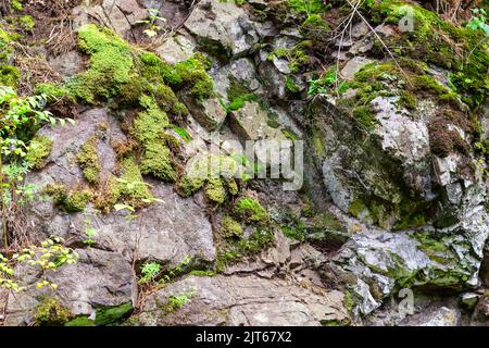 Wild plants on rock.Moss on a rock face. Relief and texture of stone with patterns and moss. Stone natural background.Scanty vegetation of highlands. Stock Photo