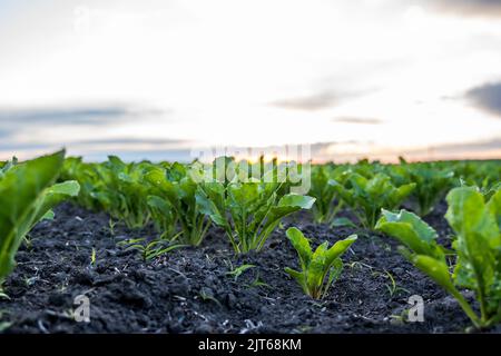 Close up young sugar beet leaves grows in the agricultural beet field in the evening sunset. Agriculture. Stock Photo