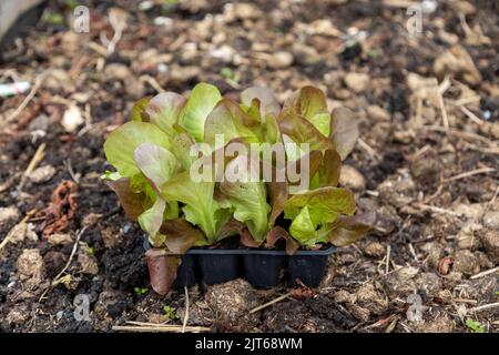 Lettuce seedlings in a black plastic tray on a bed of organic compost and horse manure Stock Photo