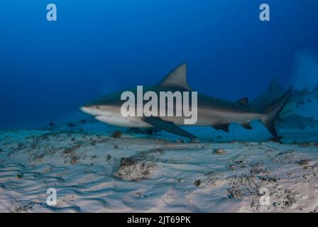 Bull shark (Carcharhinus leucas) swimming close to the sandy bottom Stock Photo