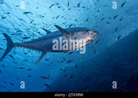 Underwater image of a yelowfin tuna (Thunnus albacarens) Stock Photo