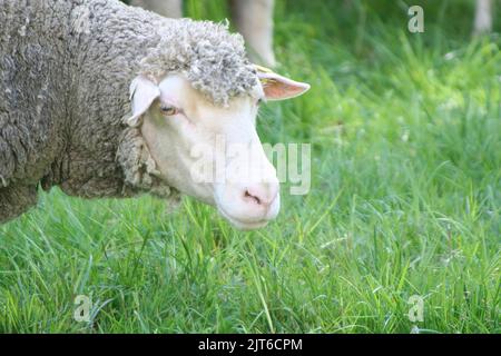 Merino Stock Photo