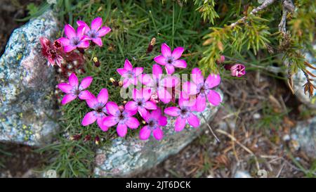 Saponaria ocymoides (Rock soapwort), Ecrins, France Stock Photo