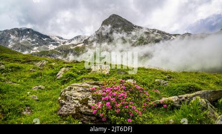 Génépi Mount Alps 40°