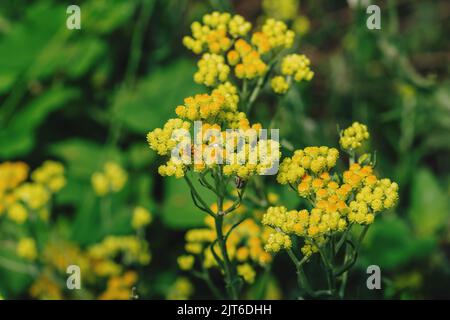 Close up fly on a yellow flowers of Helichrysum arenarium is also known as dwarf everlast, or immortelle, growing on the meadow Stock Photo