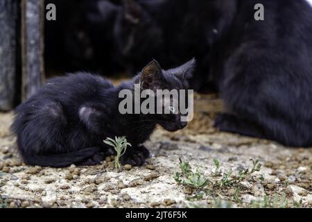 Black cat on the street, wild stray animals, pets Stock Photo