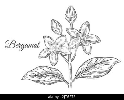 Bergamot flower branch, kaffir lime citrus fruit blooming tree with leaves. Blossom tropical green lemon plant botanical sketch. Cosmetic aroma vector Stock Vector
