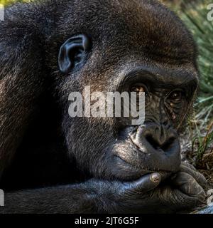 Gorilla resting in the San Diego Zoo in California Stock Photo