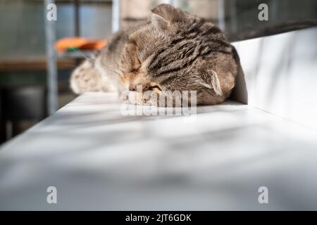 Cat, Scottish Fold sleeps on the windowsill in the summer sun, on the balcony.  Stock Photo