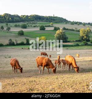 cows in landscape of parc regional naturel de vosges du nord Stock Photo
