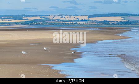 The Beach at Tentsmuir Forest Stock Photo