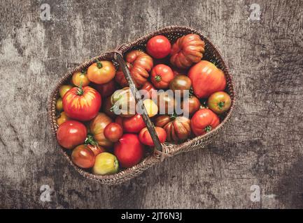 Autumn harvest - organic multicolored untreated tomatoes in a basket on a dark table, top view Stock Photo