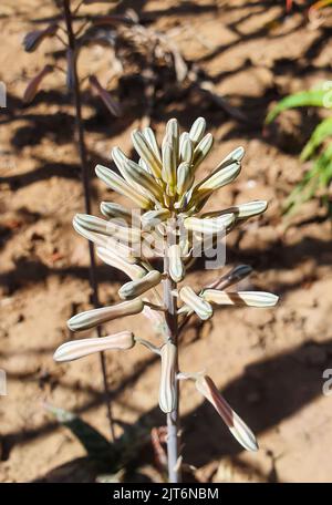 Close up on blooming flowers from an aloe vera plant outside on a sunny day. Aloe greatheadii Stock Photo