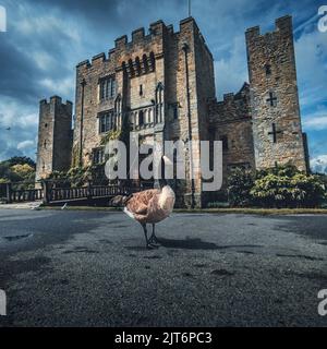 Hever Castle and Gardens with Canada Goose in foreground, the seat of the Boleyn family. Hever, Near Edenbridge, Kent, United Kingdom Stock Photo