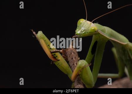 Praying mantis eating Stock Photo