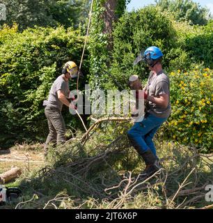 Hampshire, England, UK. 2022.  Tree surgeon clearing cut branches from a Scots Pine tree which is being felled in a UK garden. Stock Photo