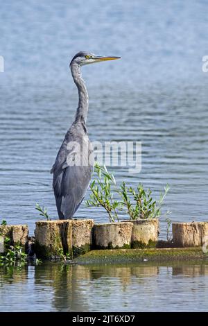Grey heron (Ardea cinerea) perched on wooden pole in lake Stock Photo