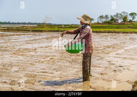 A woman planting rice in rural Takeo province, Cambodia Stock Photo