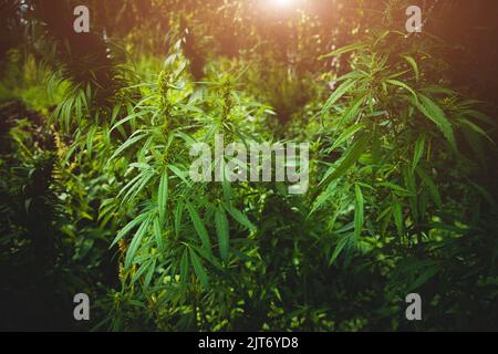 Cannabis plantation close-up. Bushes of cannabis. Leaves of narcotic plants for the manufacture of anasha Stock Photo