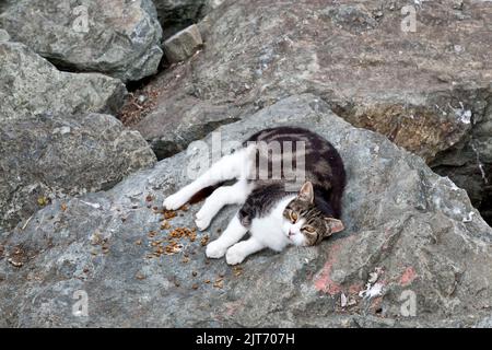 Abandoned, homeless, neglected cat  'Felis catus'  (house cat), donated dry cat food, resting along reinforcement rocks, boat harbor. Stock Photo