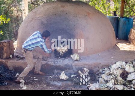 The man putting cut agave pineapples into the adobe oven. Raicilla preparation process. Stock Photo