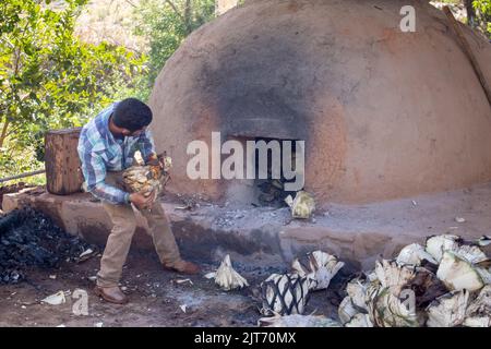 The man putting cut agave pineapples into the adobe oven. Raicilla preparation process. Stock Photo