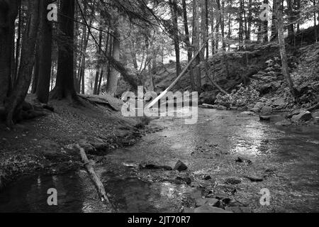A grayscale shot of a flowing river in the cook forest state park Stock Photo